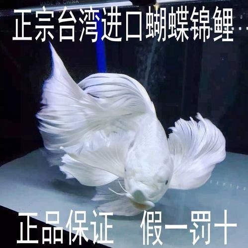 哪里可以買到白金龍魚：北京觀賞魚市場詳解白金龍魚（龍鳳白金錦鯉）渠道信息整理 哪里可以買到白金龍魚：北京觀賞魚市場詳解白金龍魚（龍鳳白金錦鯉）渠道信息整理 龍魚百科 第7張