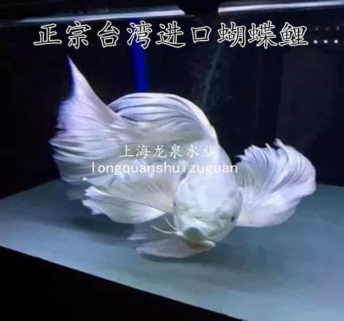 哪里可以買到白金龍魚：北京觀賞魚市場詳解白金龍魚（龍鳳白金錦鯉）渠道信息整理 哪里可以買到白金龍魚：北京觀賞魚市場詳解白金龍魚（龍鳳白金錦鯉）渠道信息整理 龍魚百科 第8張