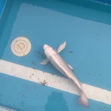 哪里可以買到白金龍魚：北京觀賞魚市場詳解白金龍魚（龍鳳白金錦鯉）渠道信息整理 哪里可以買到白金龍魚：北京觀賞魚市場詳解白金龍魚（龍鳳白金錦鯉）渠道信息整理 龍魚百科 第13張
