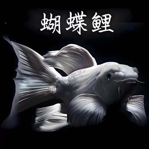 哪里可以買到白金龍魚：北京觀賞魚市場詳解白金龍魚（龍鳳白金錦鯉）渠道信息整理 哪里可以買到白金龍魚：北京觀賞魚市場詳解白金龍魚（龍鳳白金錦鯉）渠道信息整理 龍魚百科 第6張