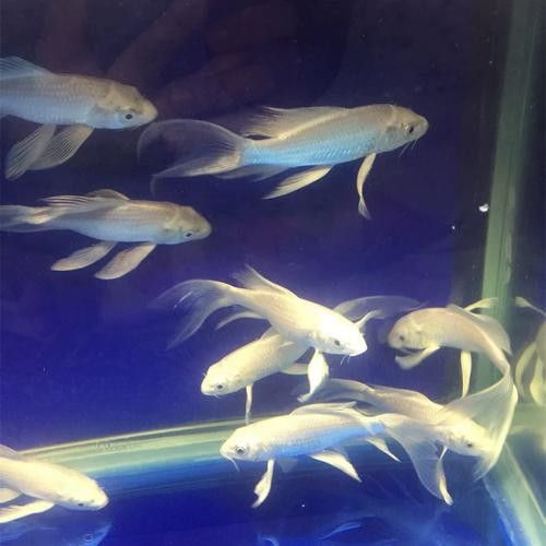 哪里可以買到白金龍魚：北京觀賞魚市場詳解白金龍魚（龍鳳白金錦鯉）渠道信息整理 哪里可以買到白金龍魚：北京觀賞魚市場詳解白金龍魚（龍鳳白金錦鯉）渠道信息整理 龍魚百科 第1張