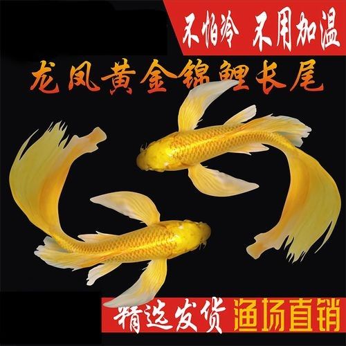 哪里可以買到白金龍魚：北京觀賞魚市場詳解白金龍魚（龍鳳白金錦鯉）渠道信息整理 哪里可以買到白金龍魚：北京觀賞魚市場詳解白金龍魚（龍鳳白金錦鯉）渠道信息整理 龍魚百科 第5張