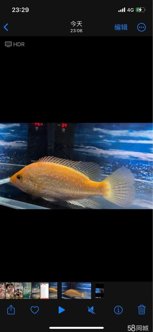 如何提高釣到七彩龍魚的概率：七彩雷龍養殖小竅門新手必看知乎