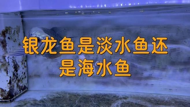 銀龍魚有哪些品種？：銀龍魚和銀龍魚有何不同常見盤點養(yǎng)殖銀龍魚您了解多少