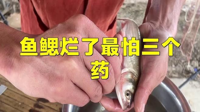 龍魚鰓蓋爛洞會(huì)自愈嗎？：龍魚鰓蓋爛了能自愈嗎魚鰓蓋爛了能自愈嗎 龍魚鰓蓋爛洞會(huì)自愈嗎？：龍魚鰓蓋爛了能自愈嗎魚鰓蓋爛了能自愈嗎 龍魚百科 第2張