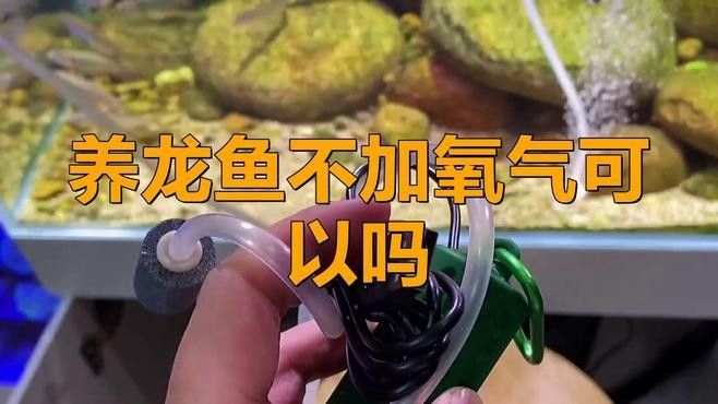 龍魚不打氧有哪些風險：龍魚長時間不進行打氧操作可能會帶來一系列風險