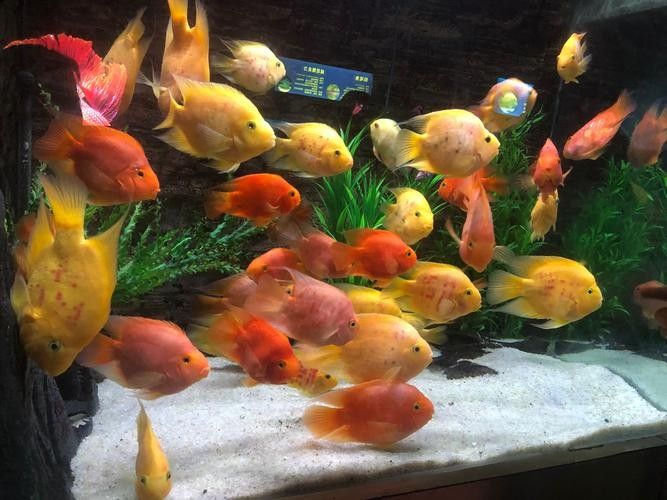 龍魚世家水族館有哪些特色產(chǎn)品：京東龍魚活食品牌排行榜京東龍魚活食品牌排行榜