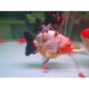 如何聯(lián)系重慶的龍魚批發(fā)商：如何聯(lián)系重慶的龍魚批發(fā)商，在尋找高質(zhì)量的龍魚批發(fā)商時