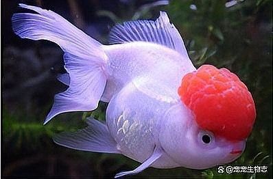 紅龍魚甩頭會死嗎？：紅龍魚甩頭會致命嗎？ 紅龍魚甩頭會死嗎？：紅龍魚甩頭會致命嗎？ 龍魚百科 第4張
