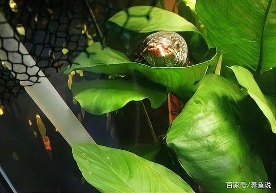 龍魚嘴巴爛了多久會好：龍魚嘴巴爛了多久會好取決于多個因素，龍魚嘴巴爛了怎么辦