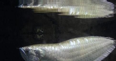 有沒有福龍魚繁殖的圖片？：福龍魚的繁殖條件、配對方法、產(chǎn)卵過程以及幼魚的孵化與護理