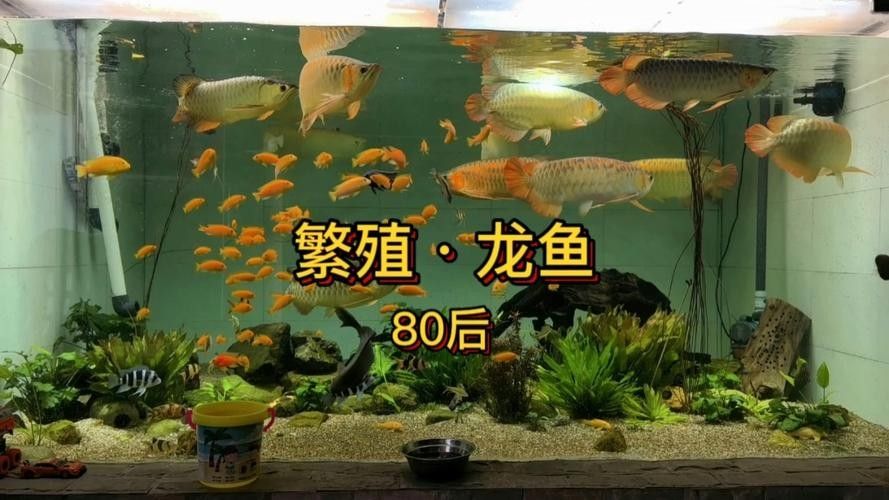 有沒有福龍魚繁殖的圖片？：福龍魚的繁殖條件、配對方法、產(chǎn)卵過程以及幼魚的孵化與護理