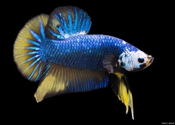 有沒有福龍魚繁殖的圖片？：福龍魚的繁殖條件、配對方法、產(chǎn)卵過程以及幼魚的孵化與護理