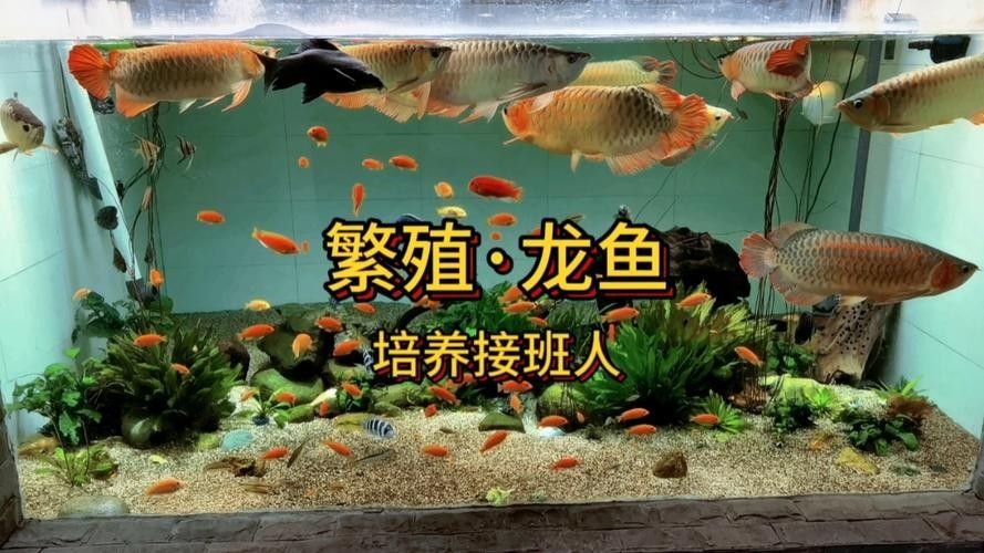 有沒有福龍魚繁殖的圖片？：福龍魚的繁殖條件、配對方法、產(chǎn)卵過程以及幼魚的孵化與護理