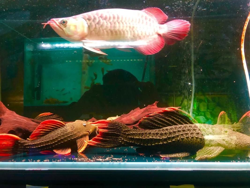 有沒有福龍魚繁殖的圖片？：福龍魚的繁殖條件、配對方法、產(chǎn)卵過程以及幼魚的孵化與護理