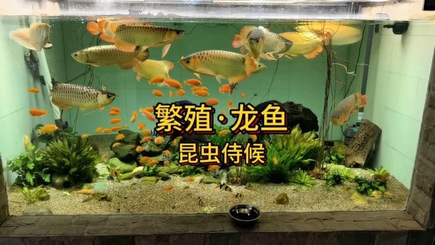 有沒有福龍魚繁殖的圖片？：福龍魚的繁殖條件、配對方法、產(chǎn)卵過程以及幼魚的孵化與護理