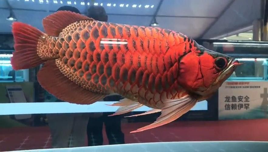 有沒有福龍魚繁殖的圖片？：福龍魚的繁殖條件、配對方法、產(chǎn)卵過程以及幼魚的孵化與護理