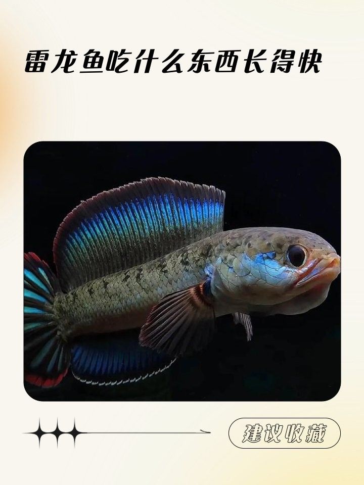 紅色雷龍魚用什么飼料最好：關于紅色雷龍魚飼料選擇的最佳實踐