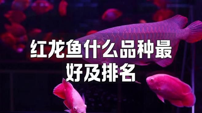 哪種紅龍魚發色最快？：探討紅龍魚發色速度 哪種紅龍魚發色最快？：探討紅龍魚發色速度 龍魚百科 第1張