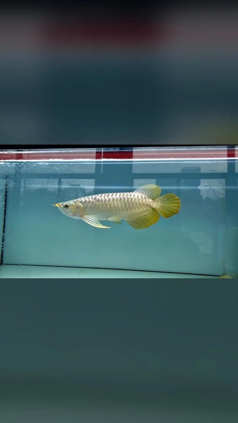 紅龍魚照明燈具的價格范圍是多少：紅龍魚照明燈具的價格范圍