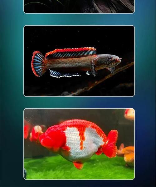 紅龍魚照明燈具的價格范圍是多少：紅龍魚照明燈具的價格范圍