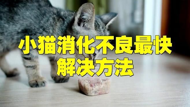 龍貓消化不良會自愈嗎：貓消化不良是指寵物龍貓消化不良是指寵物龍貓消化不良