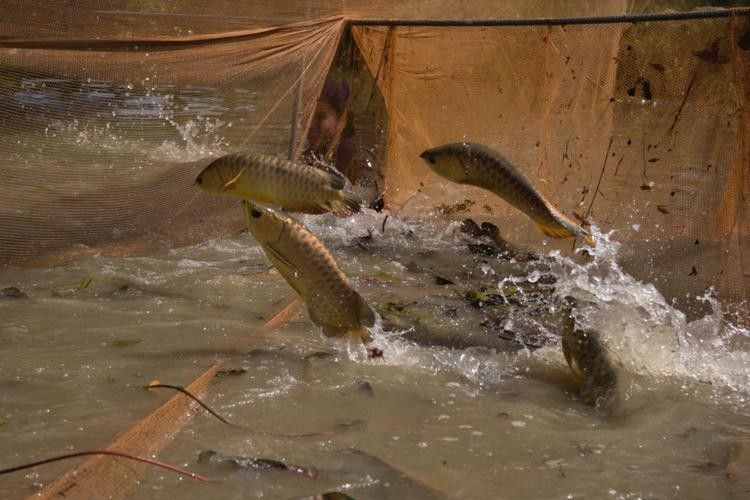 河源哪個水族館龍魚好？祥龍魚場龍魚：東河區仟湖龍魚水族館仟湖龍魚水族館boss直聘