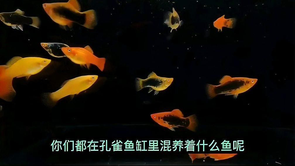 河北寧晉二手魚缸出售電話號碼、寧晉二手魚缸出售電話號碼，寧晉二手魚缸出售電話