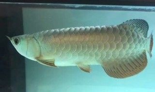 斷須的金龍魚如何護(hù)理？：如何護(hù)理斷須的金龍魚