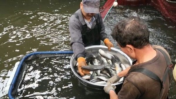 昌吉回族自治州還有哪些水產養殖企業：昌吉回族自治州水產養殖企業主要包括以下幾家企業