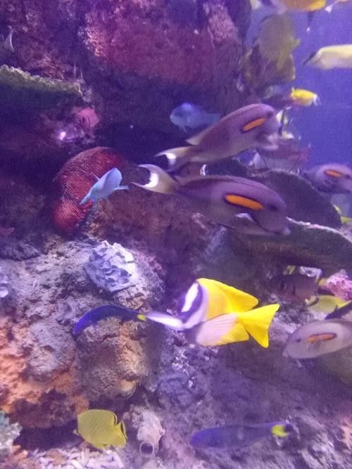 <strong><mark>邗江</mark></strong>哪個(gè)水族館龍魚好？祥龍魚場龍魚：江蘇揚(yáng)州市<strong><mark>邗江</mark></strong>區(qū)“祥龍魚場”成為當(dāng)?shù)刂乃屦^之一