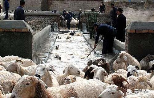 藥浴后羊需要休息多久？：浴后羊的休息時間取決于多種因素，藥浴后羊的休息時間取決于多種因素