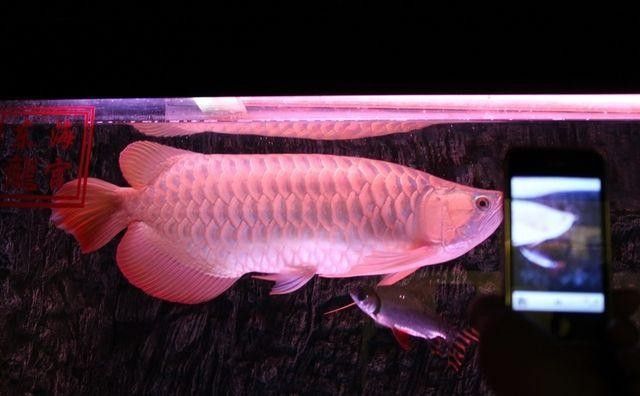 如何辨別粉色金龍魚的品相：如何判斷一只粉色金龍魚的品相