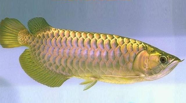 如何辨別粉色金龍魚的品相：如何判斷一只粉色金龍魚的品相
