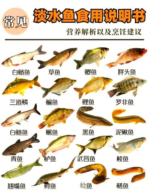 老頭魚如何維持健康狀態？：老頭魚如何保持健康狀態？