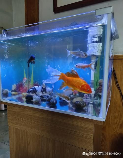 老頭魚如何維持健康狀態？：老頭魚如何保持健康狀態？