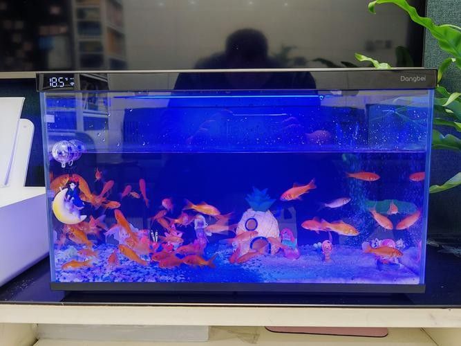 老頭魚如何維持健康狀態？：老頭魚如何保持健康狀態？