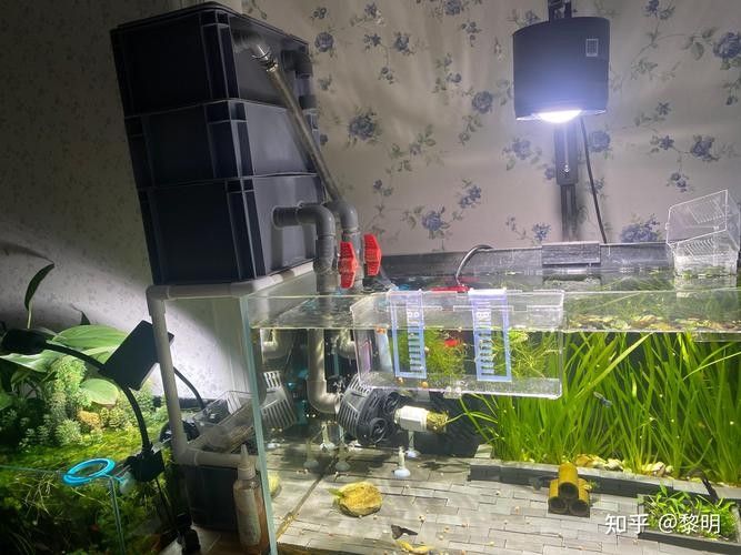 老頭魚如何維持健康狀態？：老頭魚如何保持健康狀態？