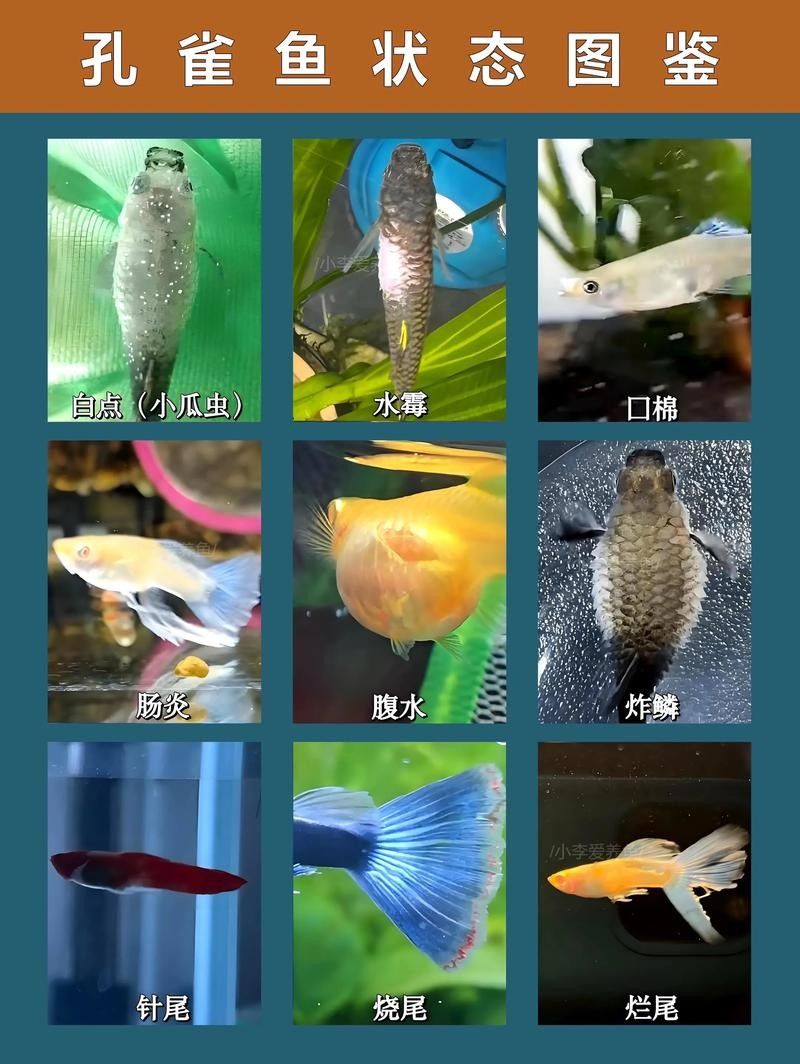 老頭魚如何維持健康狀態？：老頭魚如何保持健康狀態？
