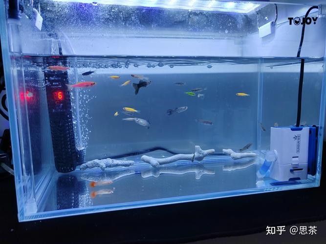 老頭魚如何維持健康狀態？：老頭魚如何保持健康狀態？