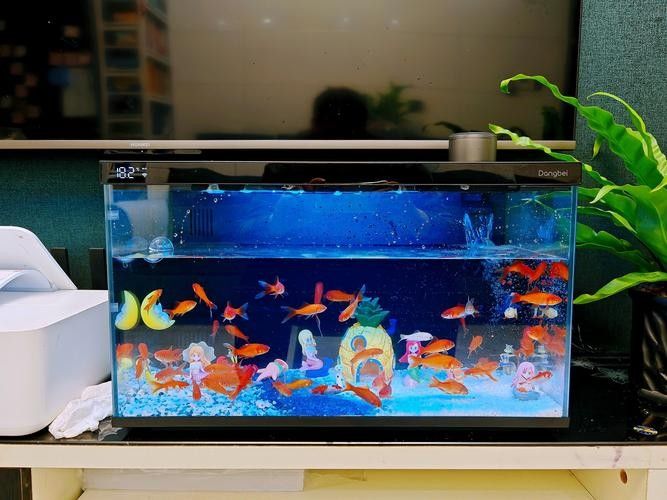 老頭魚如何維持健康狀態？：老頭魚如何保持健康狀態？