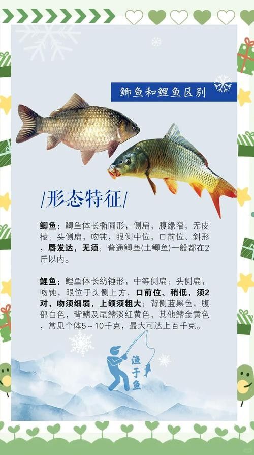 老頭魚如何維持健康狀態？：老頭魚如何保持健康狀態？
