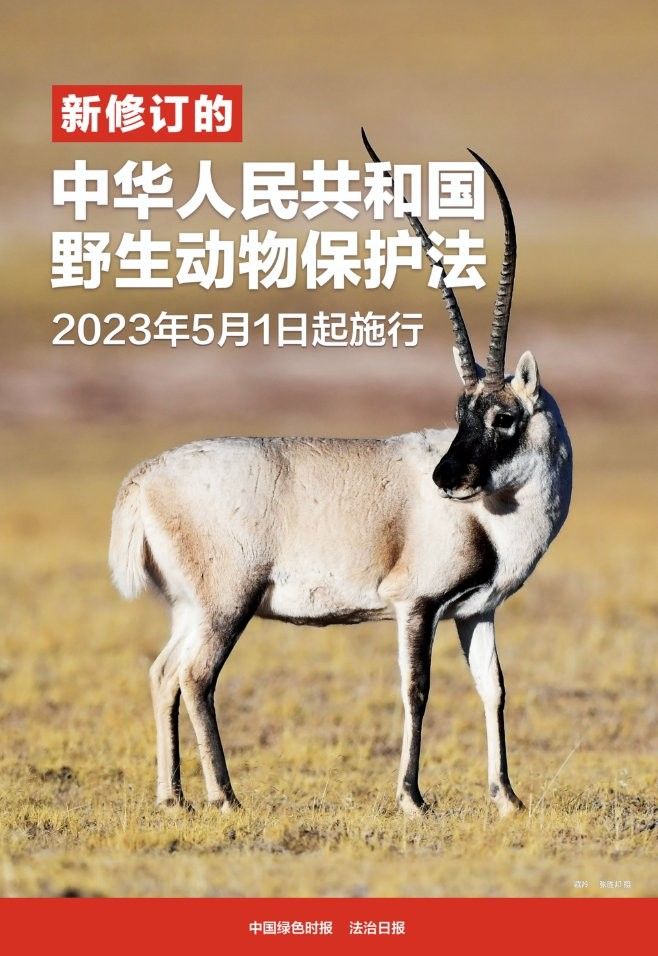 如何合法購買巴卡雷龍魚：合法購買巴卡雷龍魚的步驟