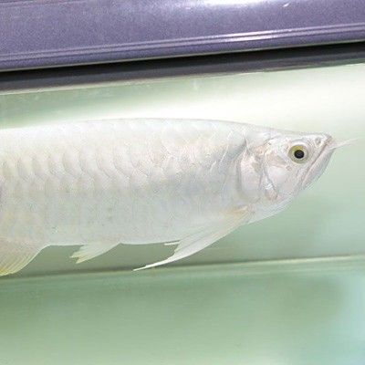 龍魚的飼養成本高嗎？（養龍魚的第一步是硬件準備，起步價約5000-8000元）