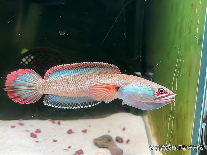 雷龍魚適合什么水質：揭秘雷龍魚養殖的四大黃金法則，你get了嗎