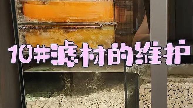 龍魚濾材多久清洗一次：關(guān)于龍魚濾材的清洗頻率