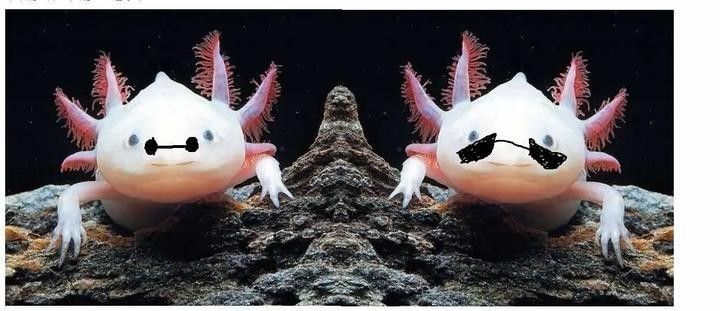 六角龍魚需要多久換一次水：六角恐龍魚多久換一次水