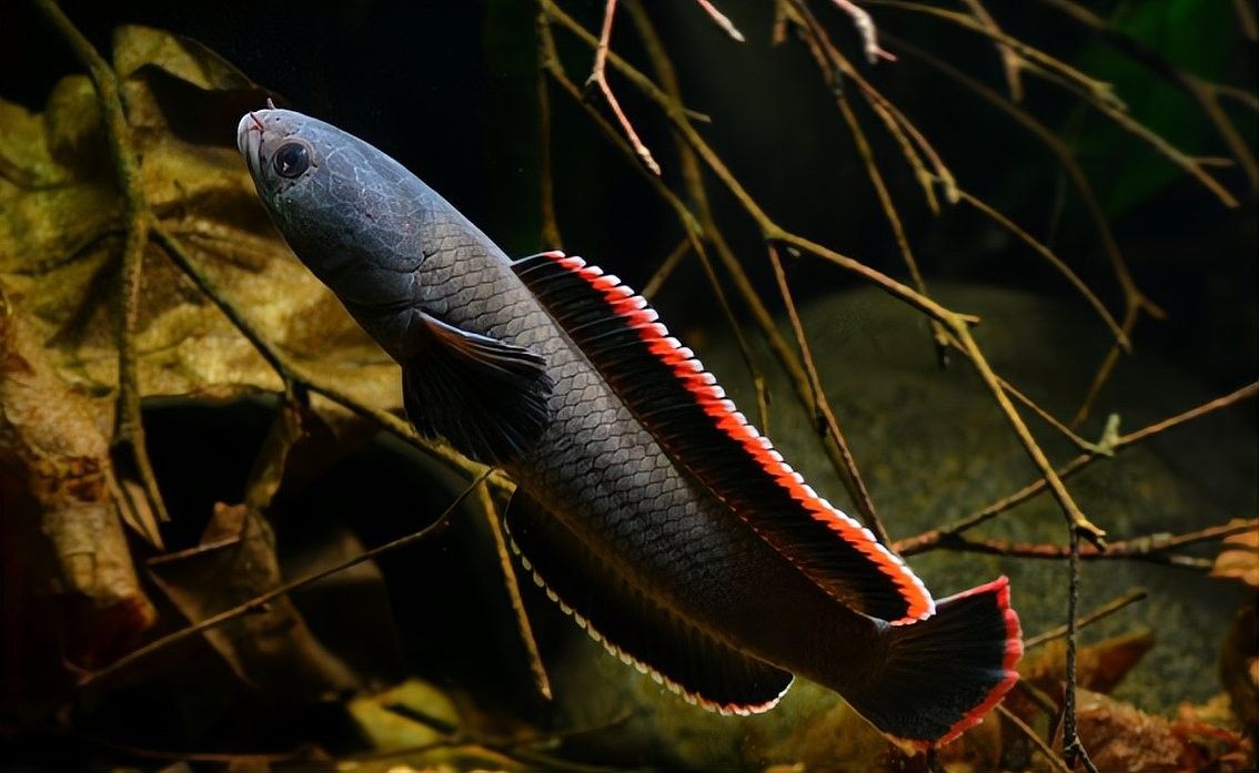 黑魔神雷龍魚多久喂一次：魔神雷龍魚喂食技巧大揭秘黑魔神雷龍魚喂食技巧