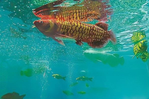 “金鱗”型號的研發(fā)團(tuán)隊(duì)是誰？：上海海洋大學(xué)成功研發(fā)“金鱗”型號的智能仿生魚團(tuán)隊(duì)