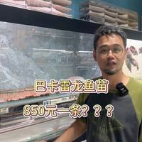 巴卡雷龍的價格是多少？：巴卡雷龍的價格如何